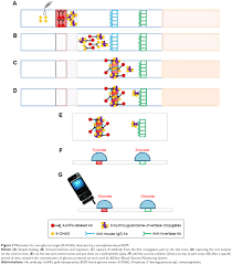 Having areas on land and in water combined to search is also fun in the summer because you can cool off in the water after searching the shoreline and beach. Full Text Biosensing Of Dna Oxidative Damage A Model Of Using Glucose Meter For Ijn