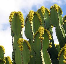 Image result for Euphorbia ingens