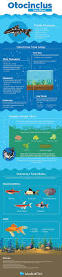 Otocinclus Care Sheet Your Definitive Guide To Healthy And Happy Otos In 2020 Fresh Water Fish Tank Aquarium Fish Aquarium