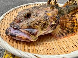 ナベコワシ 魚