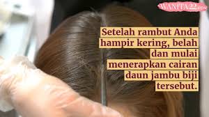 Check spelling or type a new query. Manfaat Daun Jambu Biji Untuk Rambut Wanita22