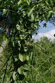 Image result for Cissampelos mucronata