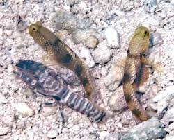 Image result for Volusia amboinensis