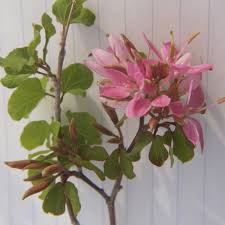 Image result for Bauhinia macrantha