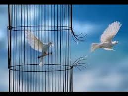 Ouvrez la cage aux oiseaux. Ouvrez La Cage Aux Oiseaux Youtube