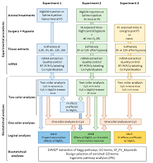 Browse the user profile and get inspired. Ijms Free Full Text Effect Of Neuroprotective Magnesium Sulfate Treatment On Brain Transcription Response To Hypoxia Ischemia In Neonate Mice Html