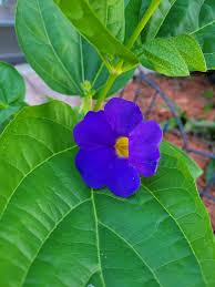 Image result for Thunbergia battiscombei
