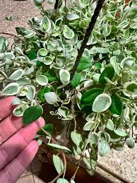 Image result for Melhania prostrata