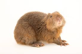 Image result for Habenaria insolita