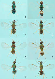 Review of the European species of Diglyphus Walker (Hymenoptera:  Eulophidae) including the description of a new species