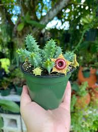 Image result for Huernia erectiloba