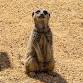 BCA Meerkat Encounters event image