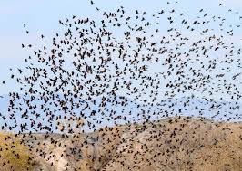 117th Christmas Bird Count U S High Counts Audubon