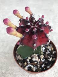 Why does a cactus have needles? Gymnocalycium Minhanovichii Grafted Moon Cactus Purple Etsy Cactus Grafting Plants