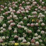 Image result for Trifolium isthmocarpum