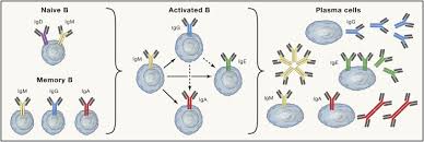 Image result for B-Lymphocyte