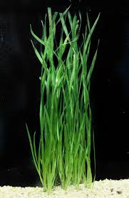 Image result for Vallisneria