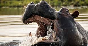 La Face Cachee De L Hippopotame L Animal Le Plus Dangereux D Afrique