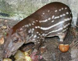 Lowland Paca | Biodiversity Database Suriname