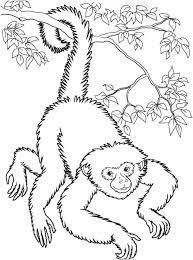 11 decent coloriage singe gallery zoo femme traite