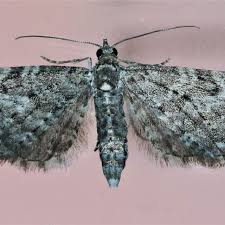 Image result for Eupithecia tripunctaria
