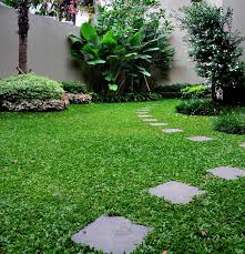 Yuk disimak 3 cara menanam rumput gajah dengan stek beserta tips pemeliharaannya. Inilah Cara Menanam Rumput Gajah Mini Paling Praktis