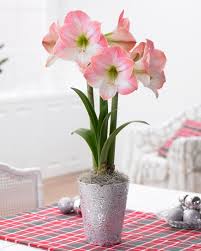 Find answers to commonly asked questions about how do i get my amaryllis to bloom again? Amaryllis Bulbs Anxious For Spring Sprout In Closet Hgtv
