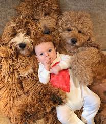The golden retriever poodle mix (also known as the groodle, curly golden, curly retriever, goldenoodle, goldenpoo) is not a purebred dog. Allison Tadeo On Twitter Goldendoodle I Think Golden Retriever And Poodle Mix