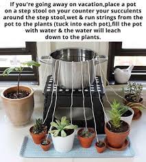 Watering Your Plants While On Vacation Funny Self Watering Plants Plants Water Plants