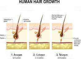 The average human head has about 100,000 hairs with a similar number of hair follicles. How Much Does Hair Grow On Average In A Month Quora