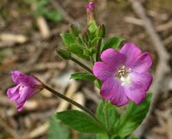 Image result for Epilobium hirsutum