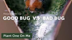 Once a bug finds space to be in your house, they are found in basements, attics and drench soil in insecticidal soap taking care of the soil if you wish to have a nice plant is vital. How To Identify Common Houseplant Pests Homestead Brooklyn