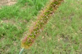 Image result for Setaria incrassata