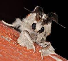 The venezuelan poodle moth is a possible new species of moth discovered in 2009 in the gran sabana region of venezuela by dr. Venezuelan Poodle Moth Alchetron The Free Social Encyclopedia
