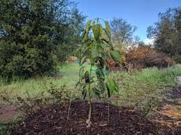 Trees that bear multiple fruits. How Long Until An Avocado Tree Fruits Greg Alder S Yard Posts Southern California Food Gardening