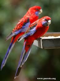Australian Bird With Red Cheeks Crimson Rosella World Parrot Trust Australian Parrots Parrot Colorful Parrots