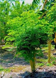 A diabetes diagnosis doesn't mean you have to give up sweets. Masini Imani Beitrage Facebook