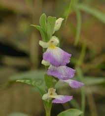 Image result for Brachycorythis