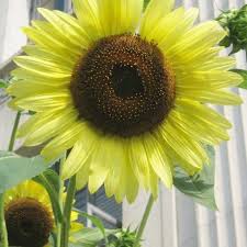 Kelihatan dari benihnya yang berwarna putih dengan garis coklat kehitaman dan ukurannya besar. Halaman Download ãƒ¼ Bibit Benih Seeds Bunga Matahari Lemon Queen Sunflower Mo