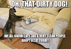 Try not to laugh challenge animals impossible clean similar to tiger production of funny pets and animals like puppies, funny. Austin Com 17 Cat Memes That Will Have You Running To Austin Animal Center