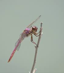 Image result for Rutidea orientalis