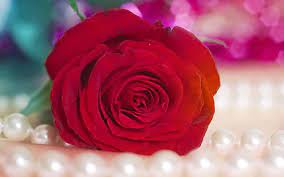 أجمل 40 خلفية عالية الدقة للورد الاحمر مداد الجليد rose flower pictures rose flower wallpaper red rose pictures