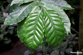 Algal (red) leaf spot (cephaleuros); Coffee Plant Care How To Grow Coffe Arabica Indoors Plantopedia