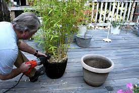 If you divide the entire in half or into small pieces, you can replant them and grow more. How To Propagate Bamboo Flower Patch Farmhouse