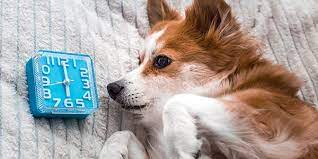 How To Help Your Dog Stop Crying When Left Alone Dogexpress