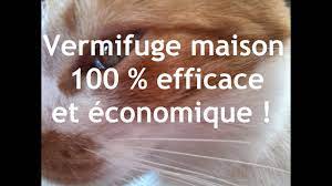 Check spelling or type a new query. Vermifuge Pour Chat 100 Naturel Vermifuge Maison Simple Et Efficace Youtube