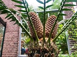 Image result for Encephalartos lebomboensis