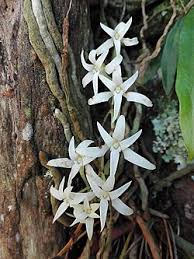 Image result for Mystacidium venosum