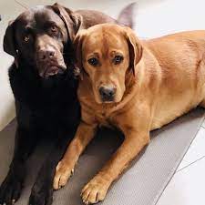 Nov 23, 2015 · the labrador falls into the category of 'gundog breeds' of dog. Labrador Retriever Foxred Liebhaber Zucht In Norditalien