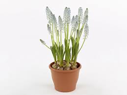 Image result for Asparagaceae